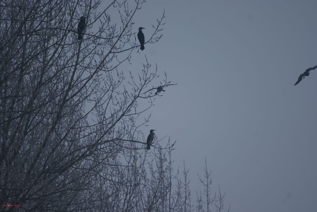 Album - Oiseaux-des-marais