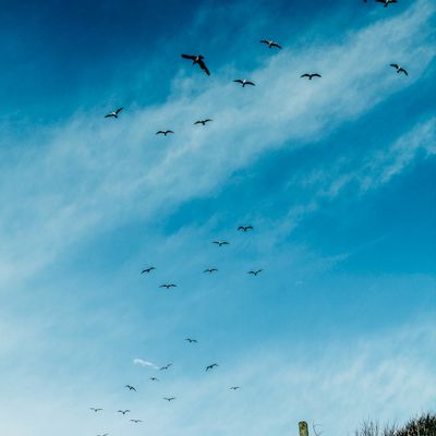 Skywings - Les ailes du ciel - Nouvelle positive de l'UN-visible :)