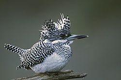 Haigo