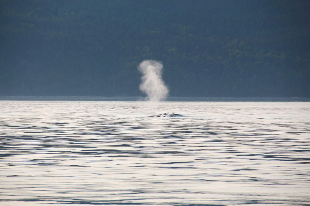 aux baleines !