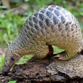 Plus de cinq tonnes d'écailles de pangolin saisies au Vietnam