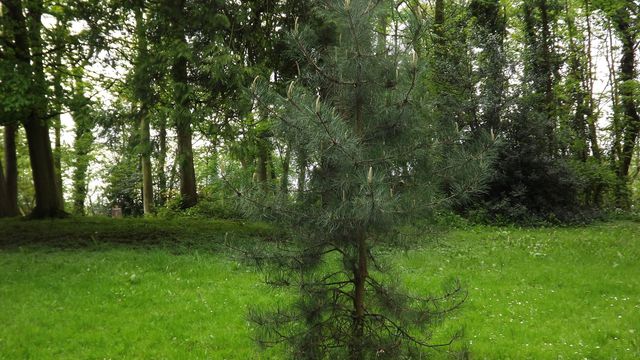 st omer:jardin public au printemps2012