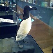 Great auk, Treasures Exhibition, Natural History Museum 09.jpg