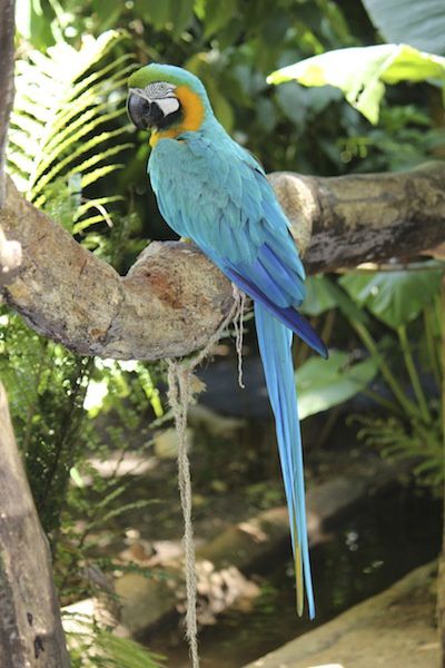 La park des Aves - Parc des oiseaux au Brésil