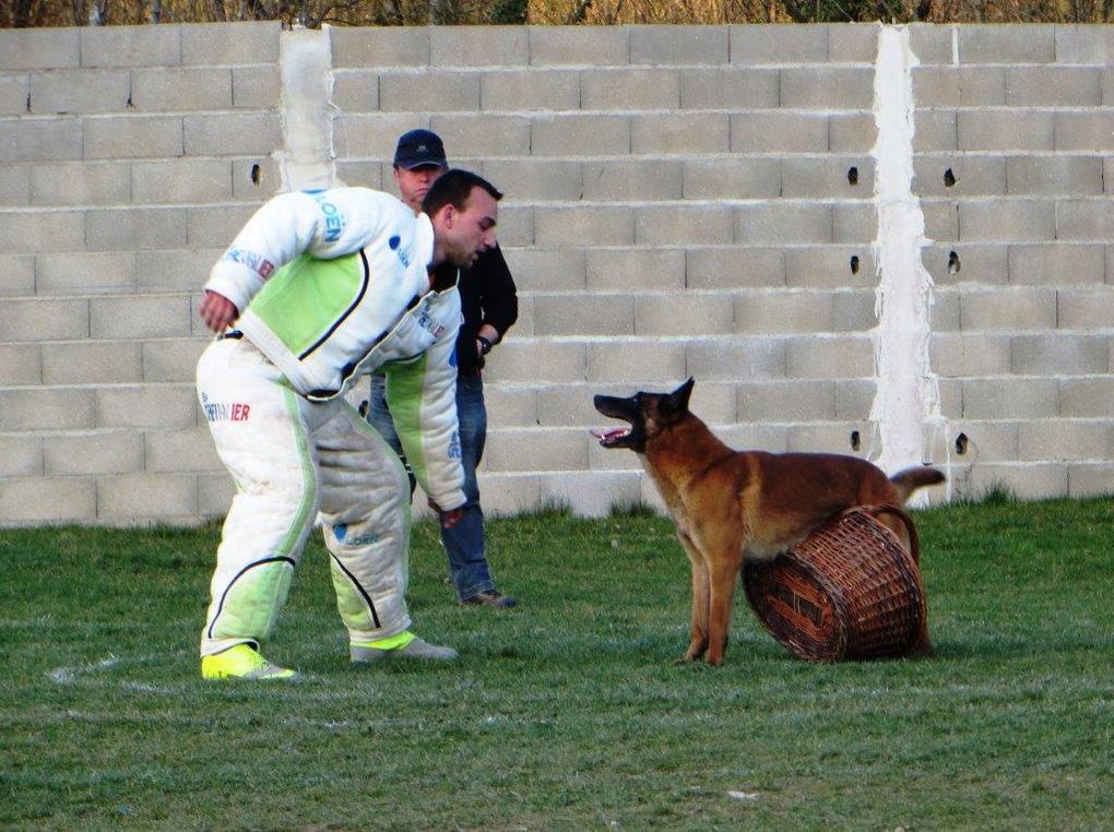 Concours de ring avec le club canin