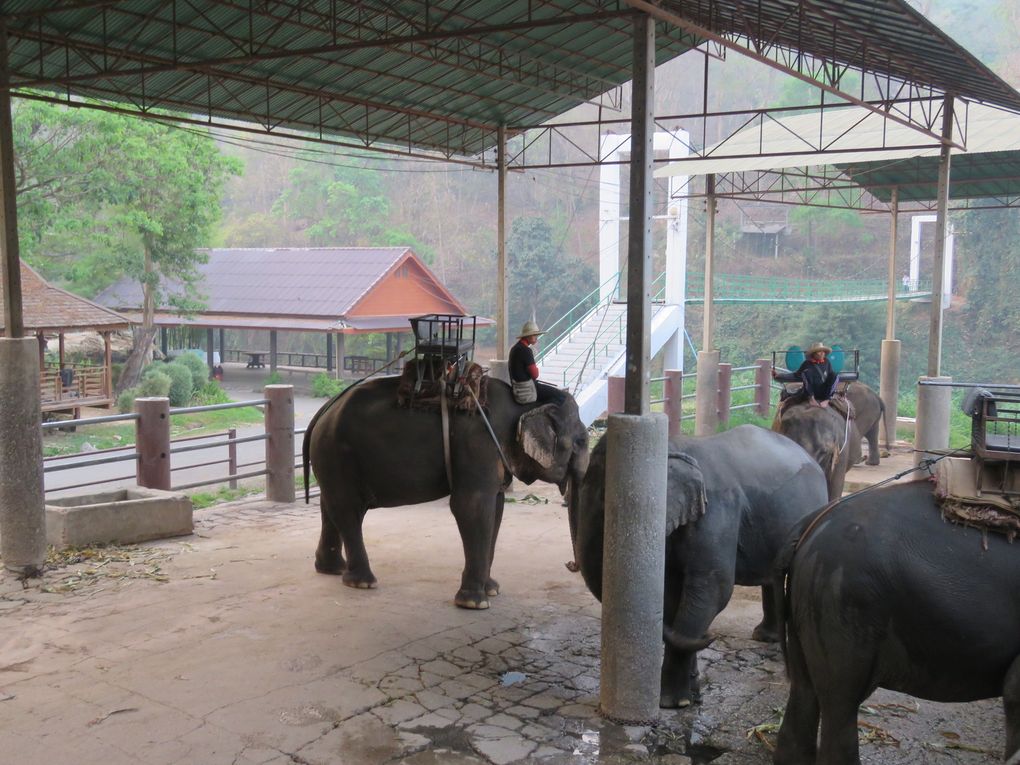 Brèves de trêve....... Des éléphants qui ne peignent pas la girafe... 