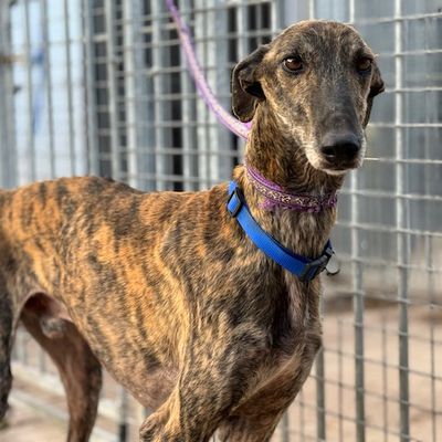 H. Chacho levrier galgo bringé agé de 5 ans tres doux chez sos chiens galgos