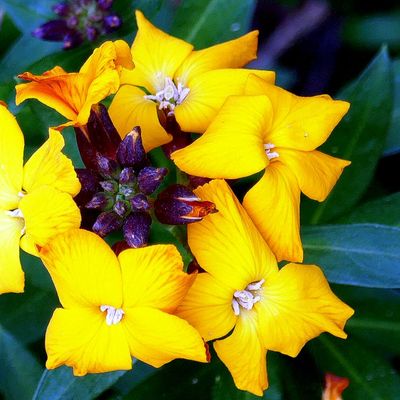 Les giroflées de mon jardin