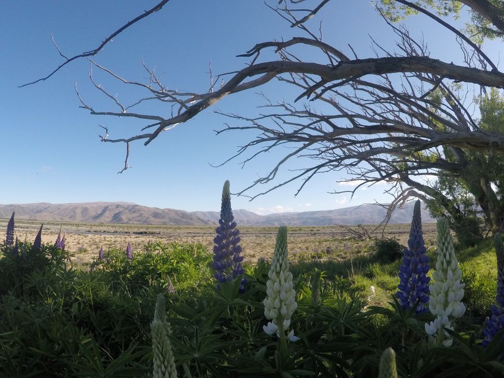 Sur la route vers Christchurch (lakes Pukaki et Tekapo ; Clay Cliffs)