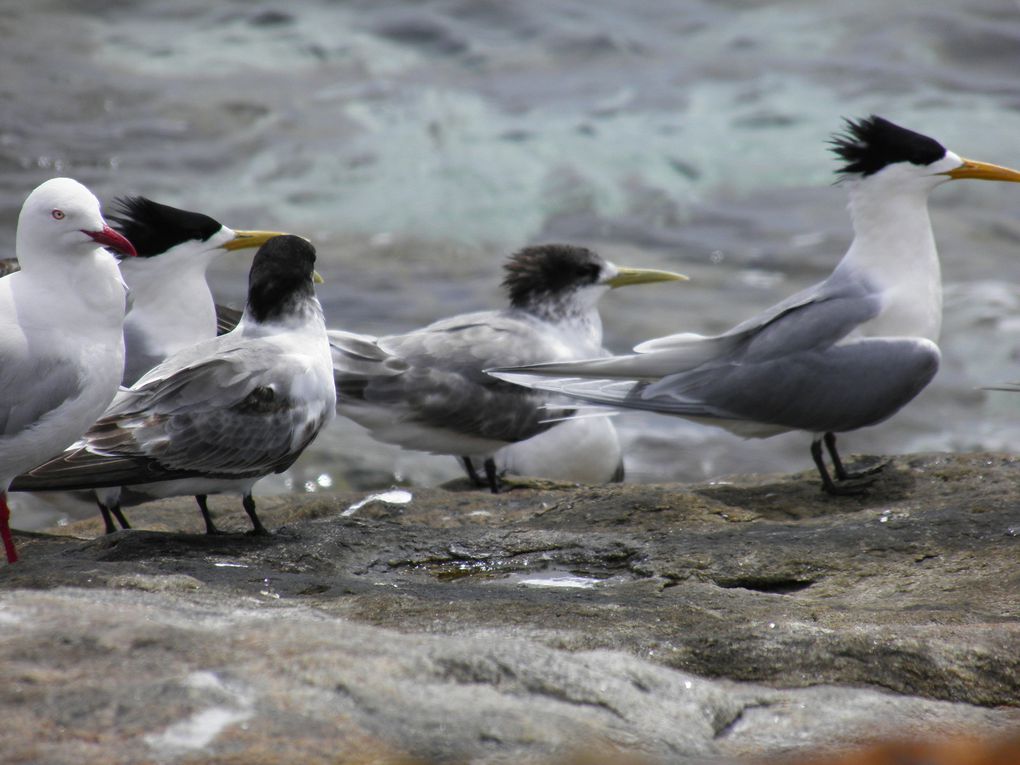 Album - Kangourou-Island---Novembre-2012