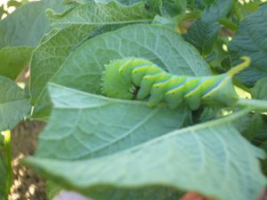 De belles découvertes dans les jardins de la P'tite Fourmi !