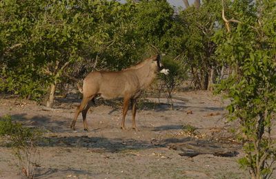 Antilope rouanne (1)