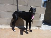 Chiot galgo d'Espagne  ne fin mars 2017 a l'adoption a l'association sos chiens galgos