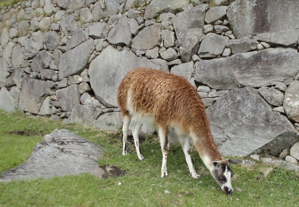 MACHU PICCHU - LA FAUNE