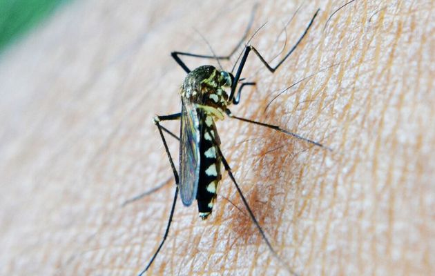 Paludisme : les zones à risque 