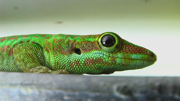 Album - reptiles-et-amphibiens-de-la-reunion