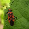 Corizus hyoscyami