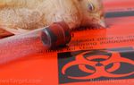 GUIÓN: Ya se han desarrollado y almacenado nuevas vacunas humanas para una gripe pandémica que ni siquiera existe todavía