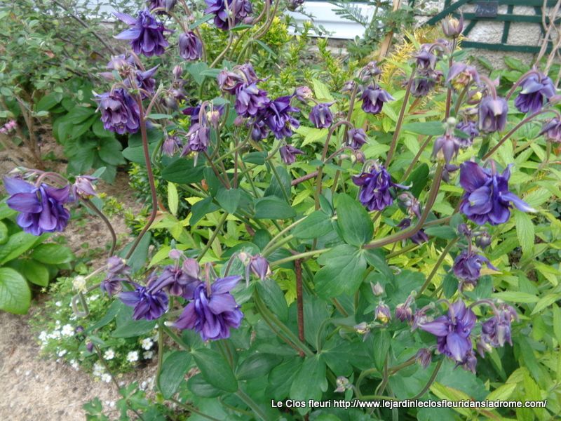 Mon jardin Le Clos fleuri en Mai .....2019
