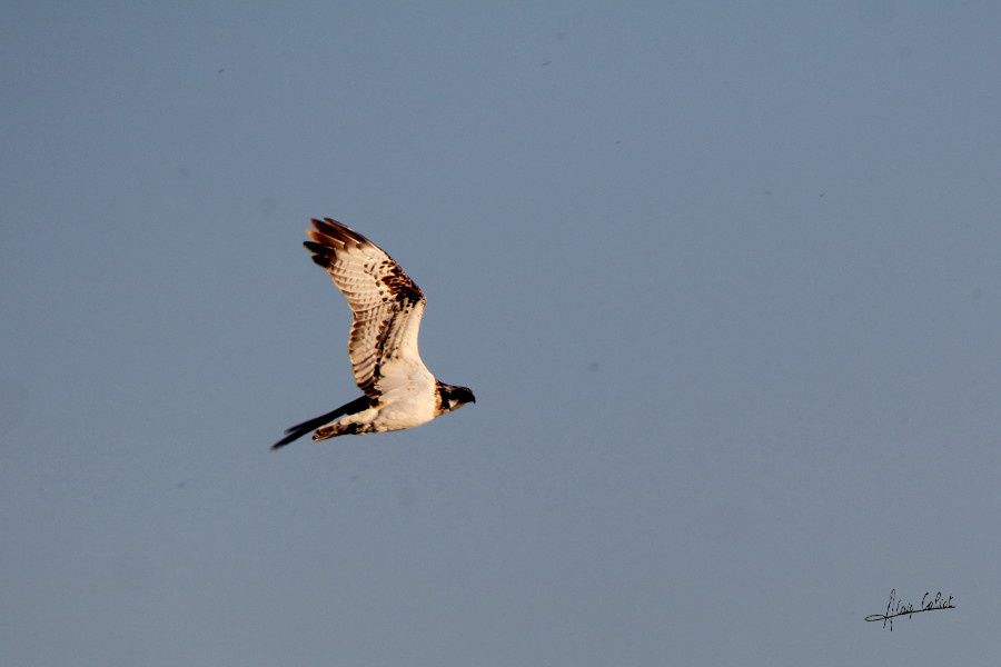 Balbuzard pécheur à Ondres et au marais d'Orx