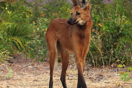 Le loup à crinière, Chrysocyon Brachyurus, espèce menacée, Brésil