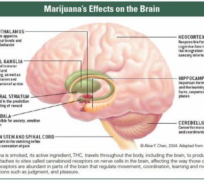 Marijuana Addiction Effects On The Brain