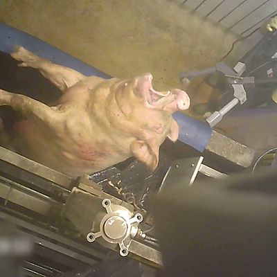 Truies torturées dans un abattoir du groupe Les Mousquetaires (Intermarché)