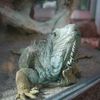 Zoo de la Palmyre (Royan) - Iguane -