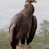 Bioparc de Doué-la-Fontaine, la grande volière : condor des Andes