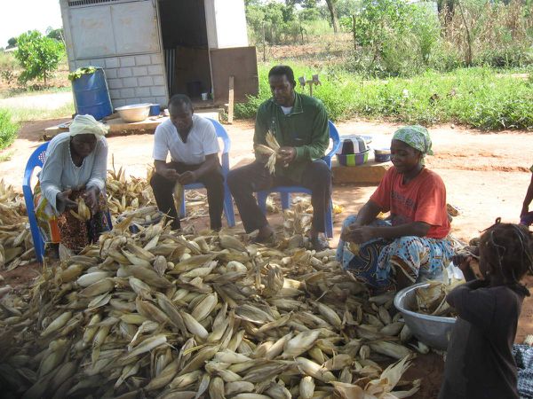 Suite de la récolte du maïs blanc dans le champ pédagogique du projet Wurodinisso
