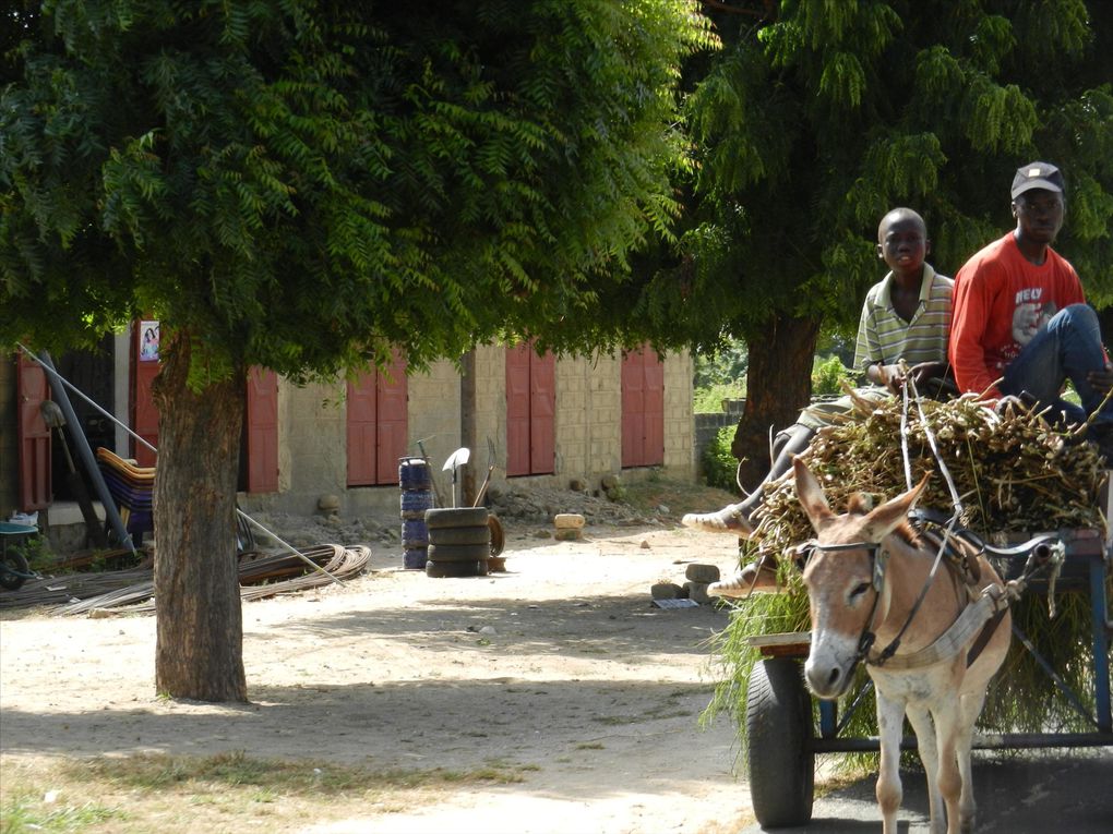 Album - Sud est du senegal (suite)