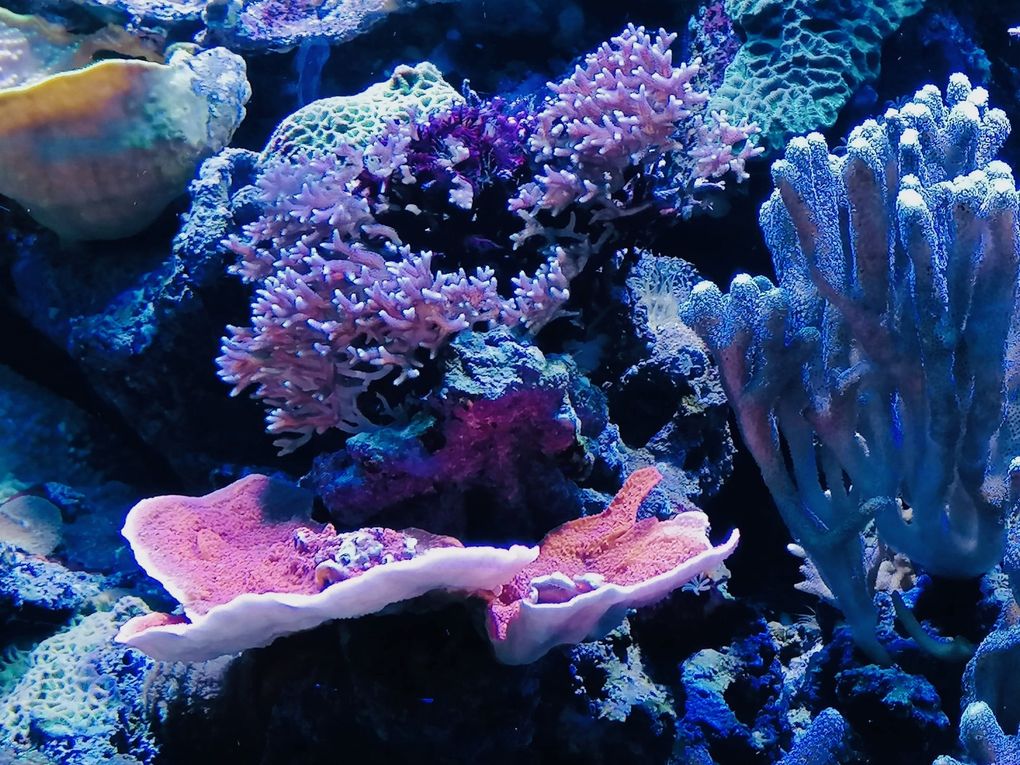 Sortie Jeunes Sagrada Família et Aquarium de Barcelona/Sortida Jovent Sagrada Família i Aquarium de Barcelona...