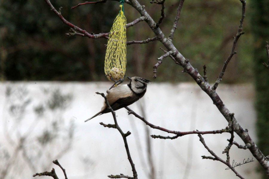 Mésange huppée