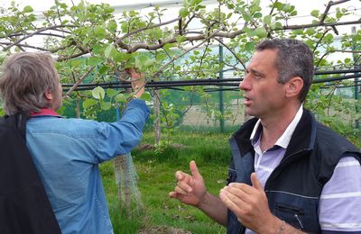 Actinidia ou Kiwi, l'autre passion de Gilbert Pineau  