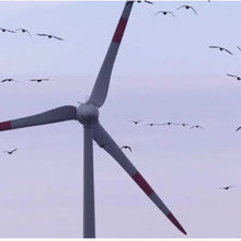 L'abrasion des éoliennes est-elle responsable des taux élevés de PFAS chez les sangliers ?