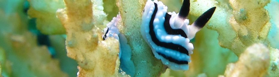 Nudibranche ; Phyllidiella rosans de l’océan Indien à Mayotte