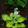 Hosta Rainforest Sunrise