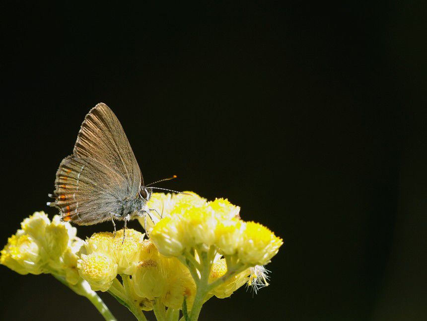 Album - Macro-Papillons