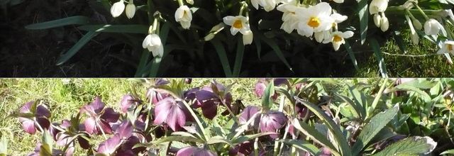 Du blanc au pourpre dans le jardin.