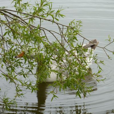 Tu m'vois ?!  Tu m'vois pas ?!