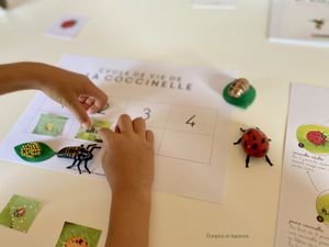 Activités sur le thème des insectes