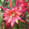 Epiphyllum Dragon Heart