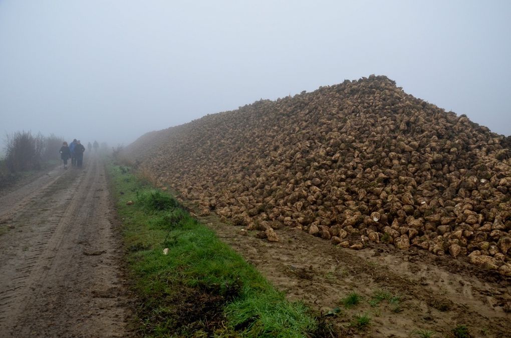 Quand mème des choses à découvrir dans le brouillard !