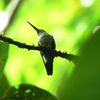 À tous les petits colibris qui se cachent...