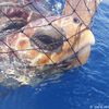 Protéger les tortues de mer de la pêche au chalut ! (OCEANA)