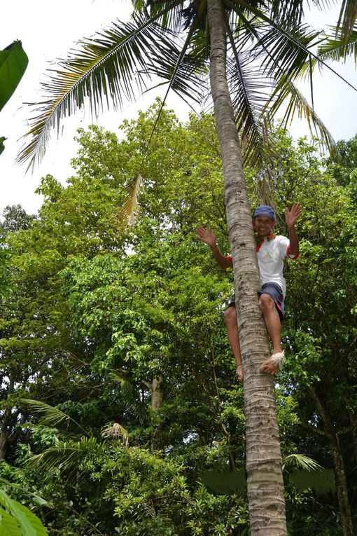 Balade sous les cocotiers dans la région de Munduk