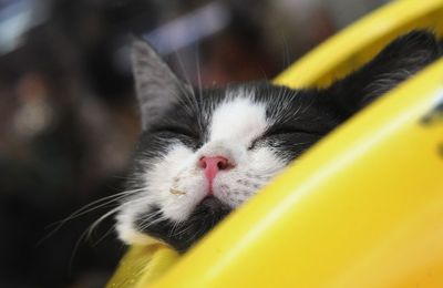 Un chat parcourt 80 km coincé dans la calandre d'un camion dans le Tarn