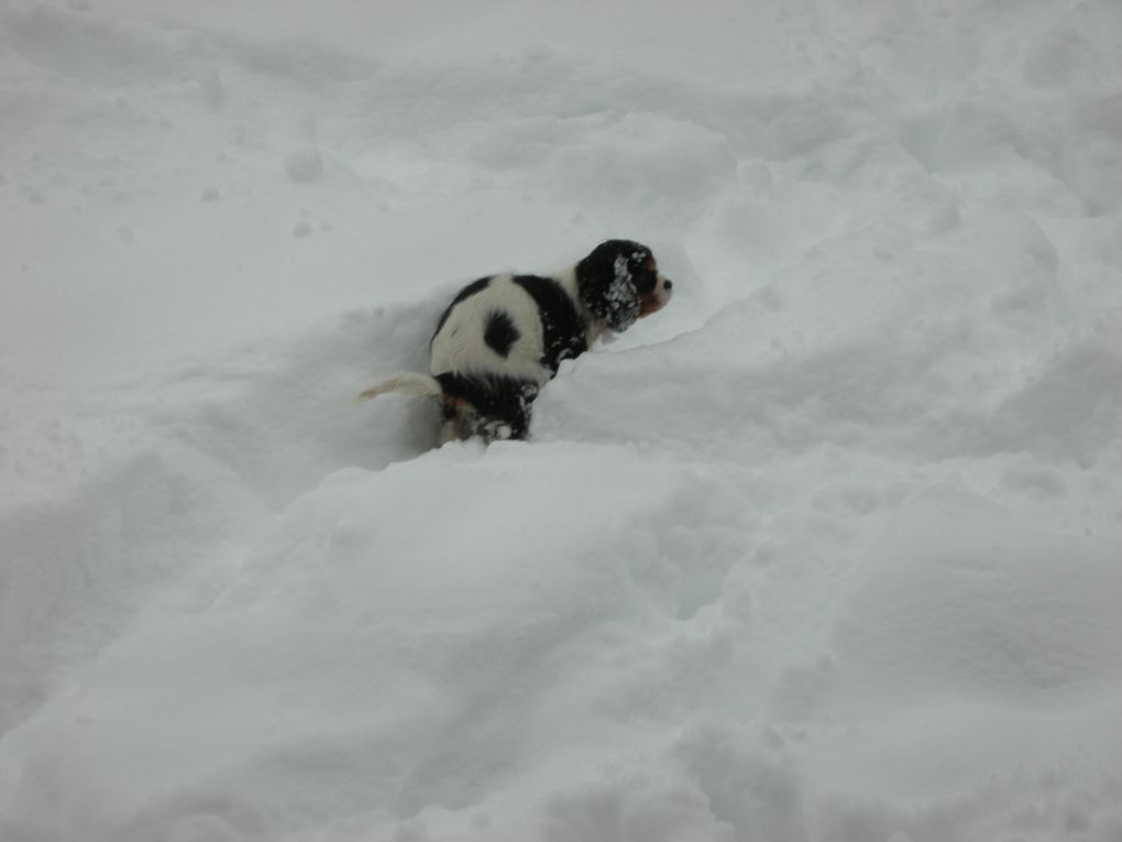 Album - Cavalier  adultes et leurs chiots