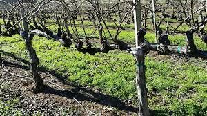 #Cabernet Franc Producers Uruguay Vineyards