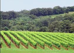 #Sauvignon Blanc Producers West Australia Vineyards 